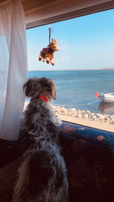 Dogorama-Monats-Challenge-Mai "Wasser"-Beitrag-Bild