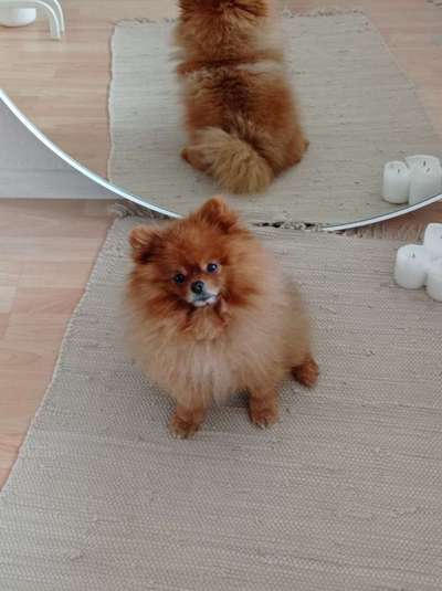 Hundetreffen-Treffen für kleine Hunde-Bild