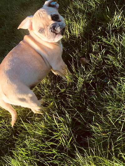 Wer hat noch alles einen Französischen Bulldoggen Mix ???-Beitrag-Bild