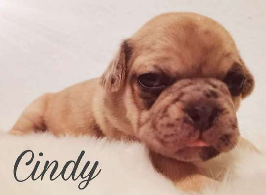 Welpen Bilder !-Beitrag-Bild