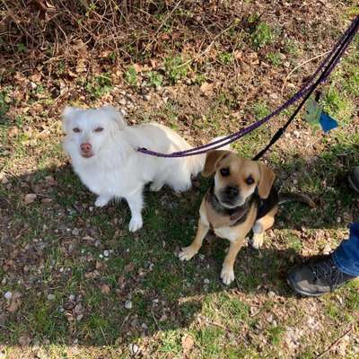 Hundetreffen-Sozialtraining-Bild