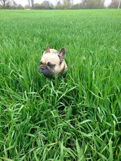 Die Dogorama Monats Challenge "Es grünt und blüht"-Beitrag-Bild