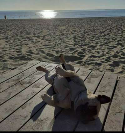 Dogorama-Monats-Challenge-Mai "Wasser"-Beitrag-Bild