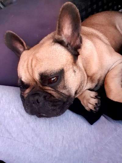 Französische Bulldoggen-Beitrag-Bild