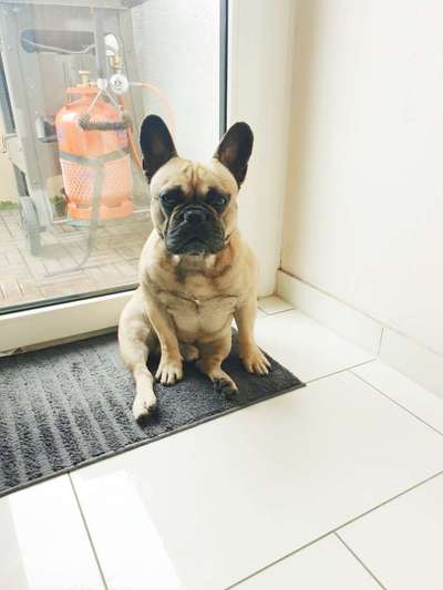 Französische Bulldoggen-Beitrag-Bild