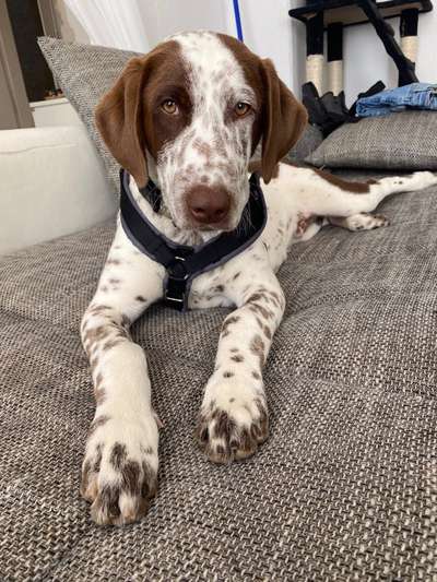 eure Spitznamen für die Vierbeiner-Beitrag-Bild