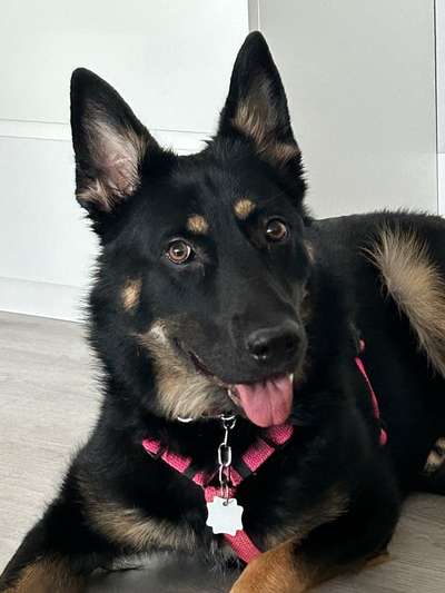 Deutsche Schäferhunde, Belgische Schäferhunde.-Beitrag-Bild