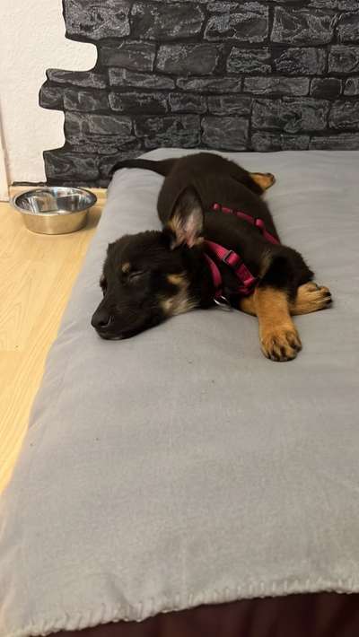 Deutsche Schäferhunde, Belgische Schäferhunde.-Beitrag-Bild