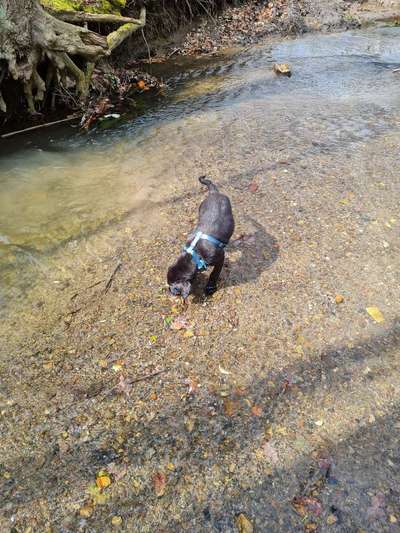 Dogorama-Monats-Challenge-Mai "Wasser"-Beitrag-Bild