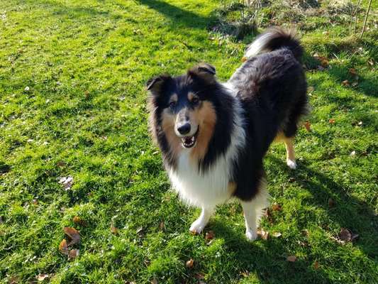 Collies gesucht-Beitrag-Bild