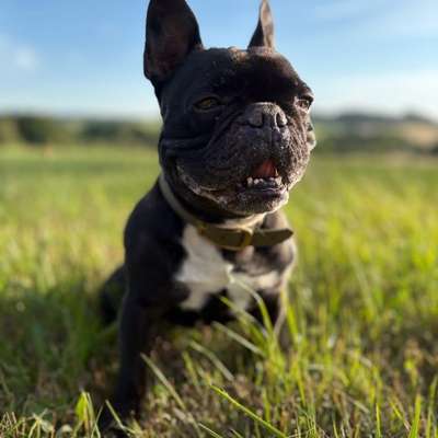 Hundetreffen-Gassirunde-Bild