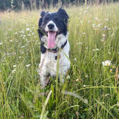 Hundetreffen-Zusammen Gassi gehen und spielen-Bild