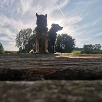 Hundetreffen-Spielrunde-Bild