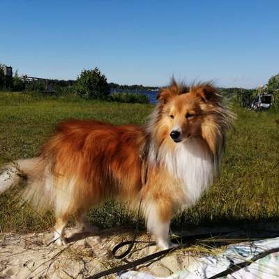 Hundetreffen-Gemeinsame Gassirunden-Profilbild