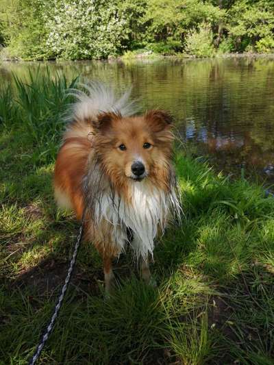 Dogorama Photo Challenge - Hunde in Action-Beitrag-Bild