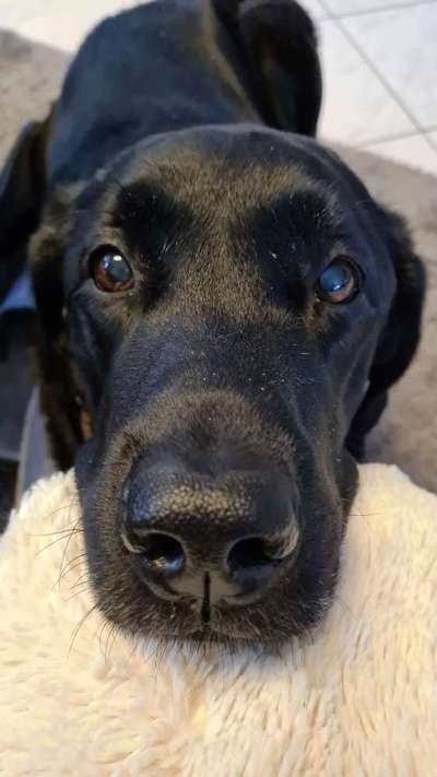 Welchen Hund hast du?-Beitrag-Bild