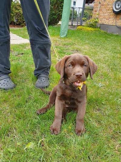 Welpen Bilder !-Beitrag-Bild