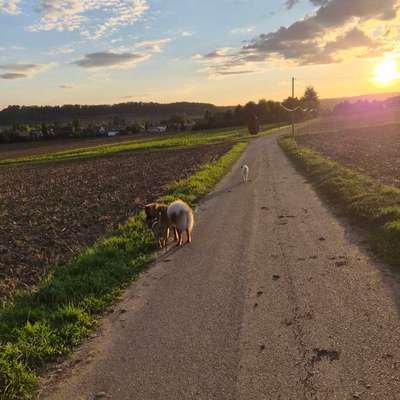 Hundetreffen-Gassi-/und Spielrunde-Bild