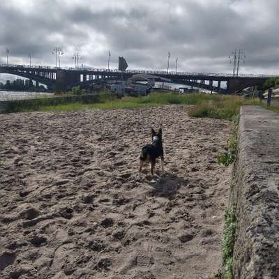 Hundetreffen-Spielrunde Mainz Neustadt am Rhein an der Wiese-Bild