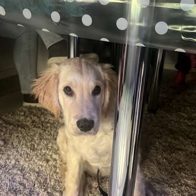 Hundetreffen-Spielen u Spazieren gehen