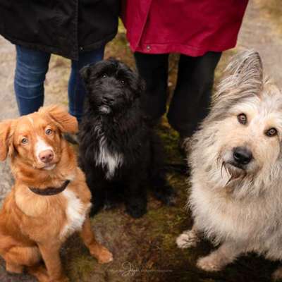 Schafpudel-Beitrag-Bild