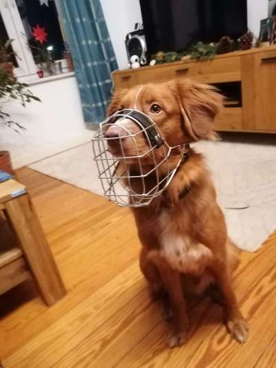 Wie sitzt mein Maulkorb / Maulkorb-Beratung-Beitrag-Bild