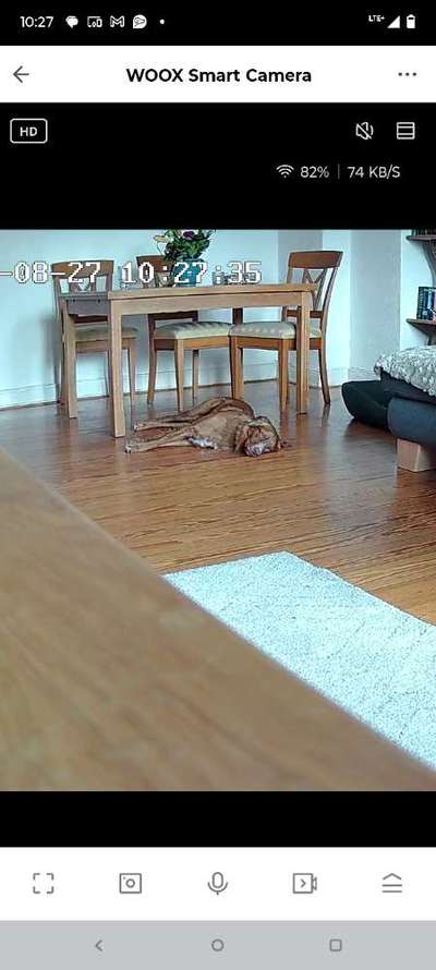 Was machen eure Hunde beim Allein sein?-Beitrag-Bild