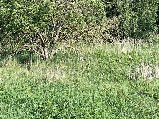 Giftköder-Rehe auf dem Bullengraben.-Bild