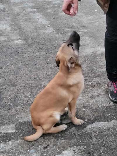 Welpe aus dem Tierschutz-Beitrag-Bild