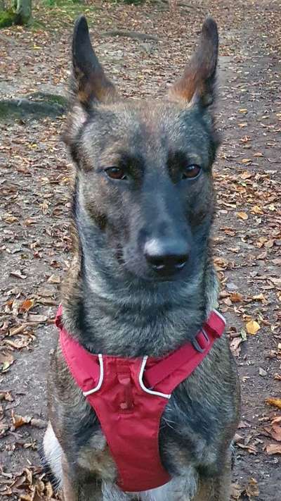 Schäferhund-Beitrag-Bild