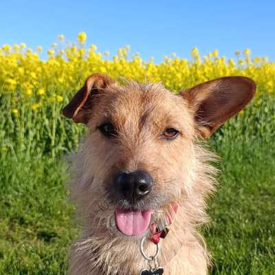 Hundetreffen-Hundefreunde und gegenseitiges Aufpassen-Bild