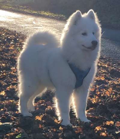 Nordische Hunde-Beitrag-Bild