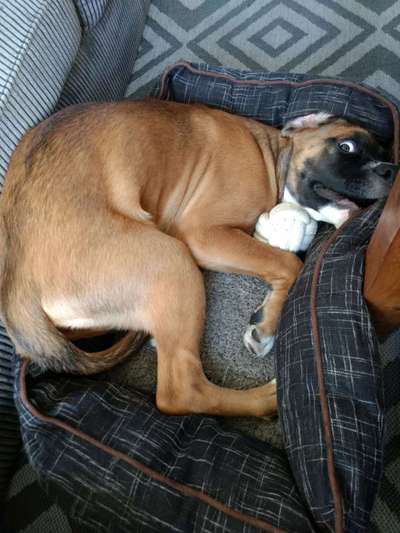 Lustigsten Bilder-Beitrag-Bild