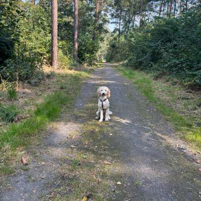 Hundetreffen-Gassi treffen