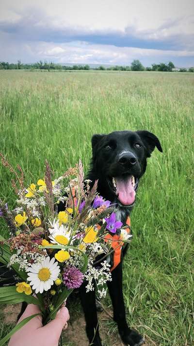 Die Dogorama Monats Challenge "Es grünt und blüht"-Beitrag-Bild