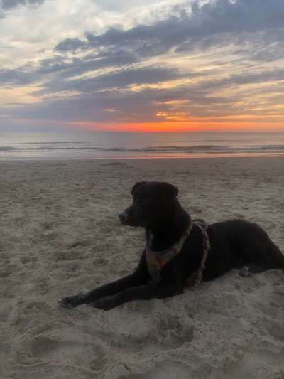 Dogorama-Monats-Challenge-Mai "Wasser"-Beitrag-Bild