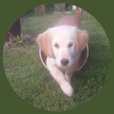 Welpen Bilder !-Beitrag-Bild