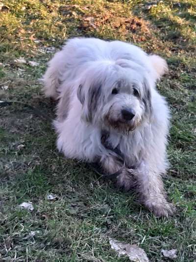 Gibts hier Mioritic Besitzer?-Beitrag-Bild