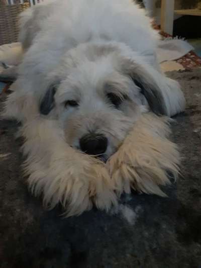 Gibts hier Mioritic Besitzer?-Beitrag-Bild