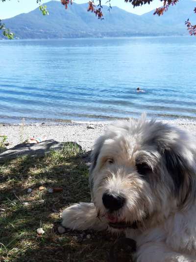 Gibts hier Mioritic Besitzer?-Beitrag-Bild