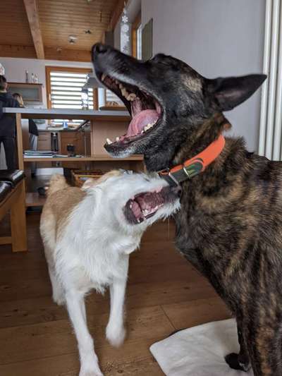 Lustigsten Grimassen von euren Hunden-Beitrag-Bild