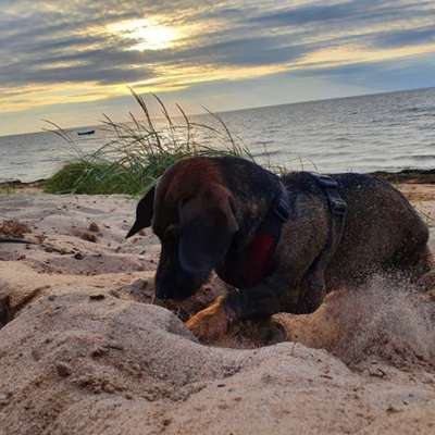 Fotosammlung: ,,Der natürliche Hund" Unbearbeitet, ungestellt und in Natura-Beitrag-Bild