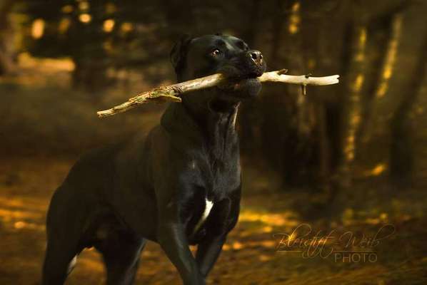 Dein Hund im Dogorama-Kalender 2021-Beitrag-Bild