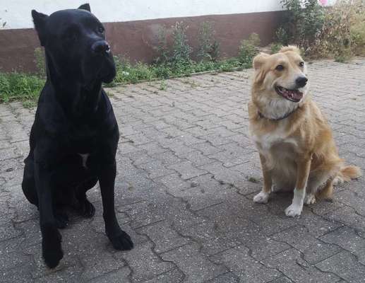 Mehrere Hunde zuhause !-Beitrag-Bild