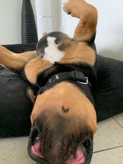 Die Dogorama Wochen Challenge-Beitrag-Bild