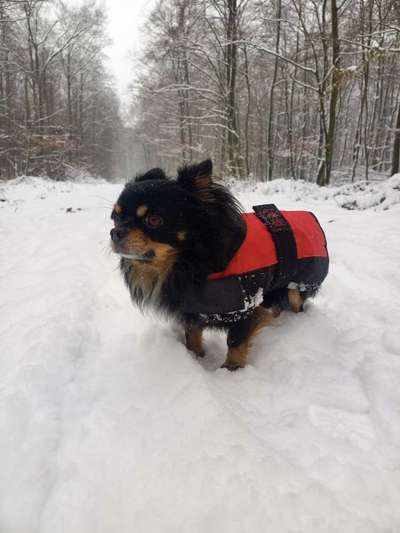 Hundetreffen-Spiel und Gassi geh Freunde gesucht-Bild