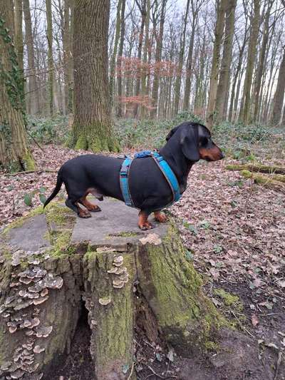 Dackel Zubehör / Geschirr-Beitrag-Bild