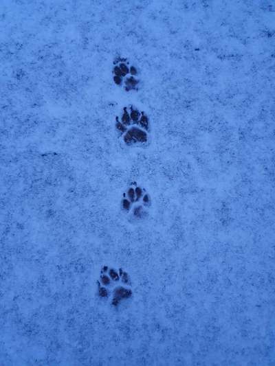 Dogorama Photo Challenge - Winterstimmung-Beitrag-Bild