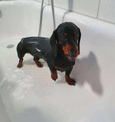 Dogorama Photo Challenge- genervter Blick-Beitrag-Bild