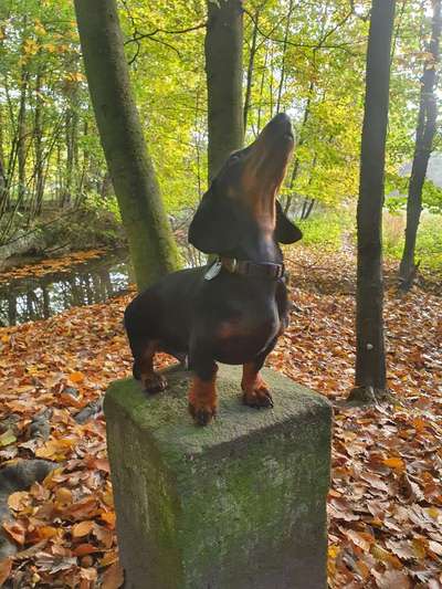 Herbst Bilder-Beitrag-Bild